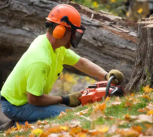 tree services East Aurora